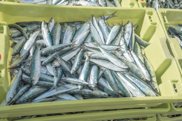 Freshly caught sardines ready to be sold — Stock Photo, Image