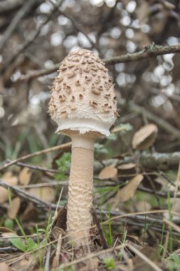 macro lepiota procera