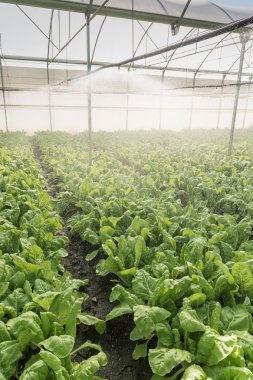 Difüzörler sulama sera içinde