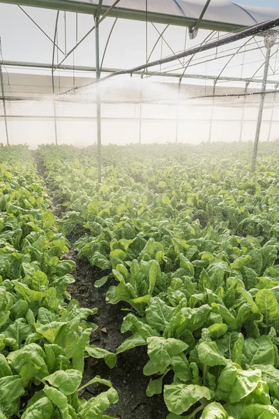 Diffusers irrigation in greenhouse — Stock Photo, Image