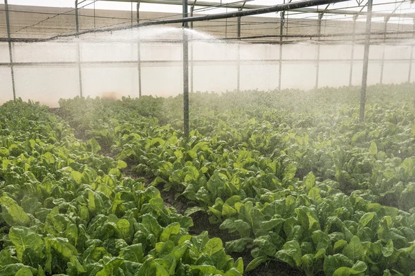 Diffusers irrigation in greenhouse — Stock Photo, Image