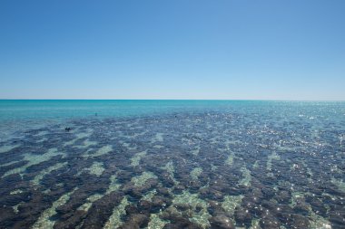 Panorama değişeceği Shark Bay Avustralya