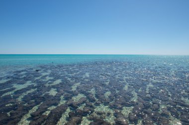 Panorama Stromatolites Shark Bay Australia clipart