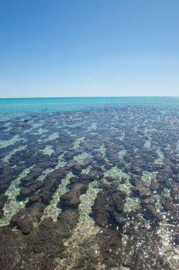 Değişeceği Shark Bay Avustralya