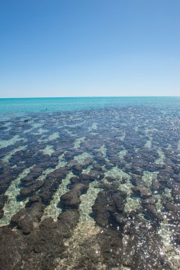 Stromatolites Shark Bay Australia clipart