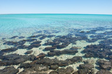 Panorama Stromatolites Shark Bay Western Australia clipart