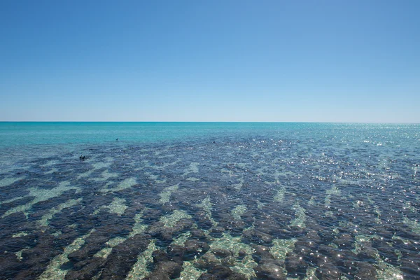 Panoráma Stromatolites Shark Bay, Ausztrália — Stock Fotó