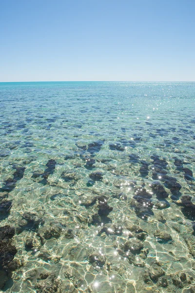 Stromatolites Hameln Pool västra Australien — Stockfoto
