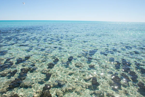 Panoráma Stromatolites Hamelin medence Nyugat-Ausztrália — Stock Fotó