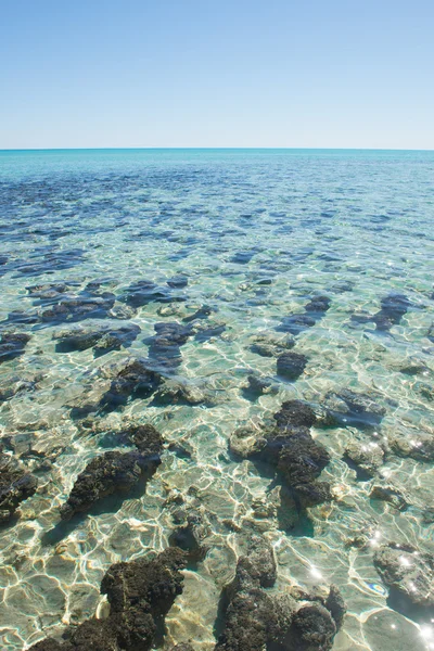 Stromatolites Hamelin Pool Austrália — Fotografia de Stock