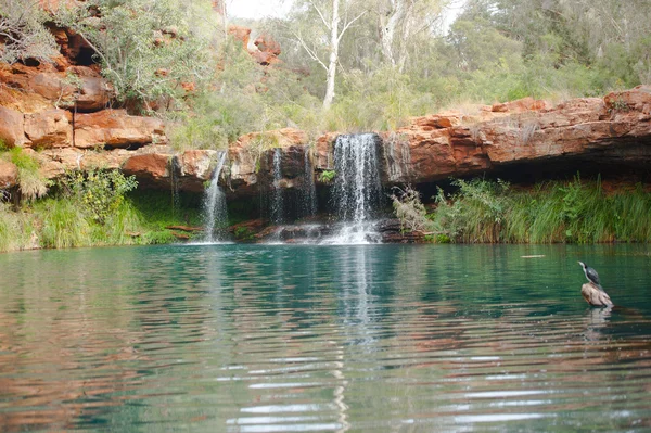 Forest medence vízeséssel Karijini Nemzeti Park, Ausztrália — Stock Fotó