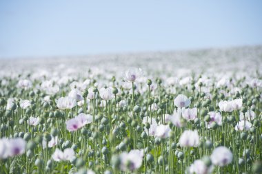 haşhaş tohumu çayır çiftlik Çiçek