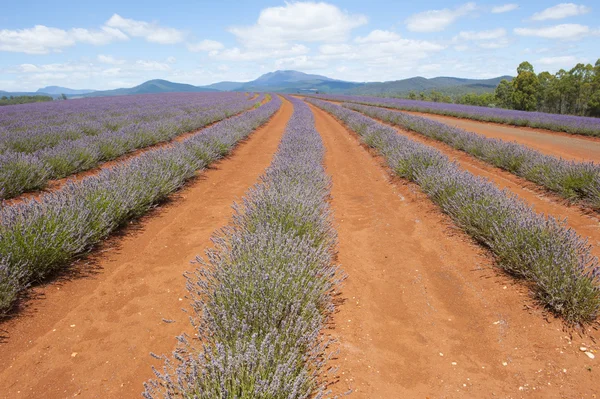 Lavanda prado tasmânia austrália — Fotografia de Stock