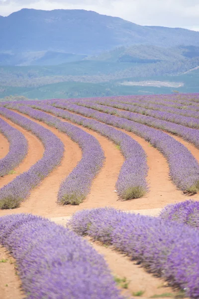 Lavender Farm Tasmania Australia — Stock Photo, Image