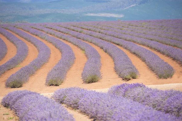 Lavender Field Tasmania Australia — Stock Photo, Image