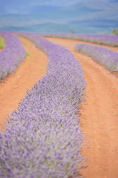 Lavender Field on Tasmania Australia — Stock Photo, Image