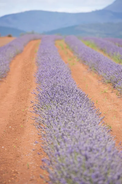 Meadow of Lavender Tasmania Australia — Stock Photo, Image