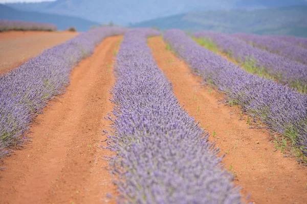 Lavender Farm in Tasmania Australia — Stock Photo, Image