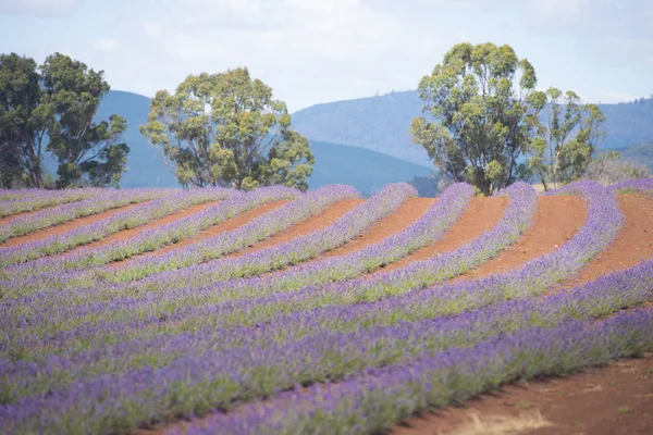 Granja de lavanda en Tasmania — Foto de Stock