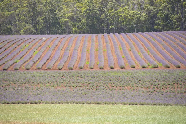 Lavender Farm on Tasmania Australia — Stock Photo, Image