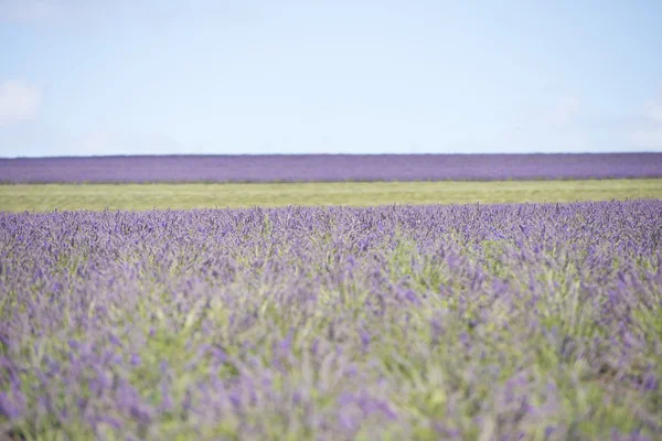 Landscape wallpaper of purple lavender field — Stock Photo, Image