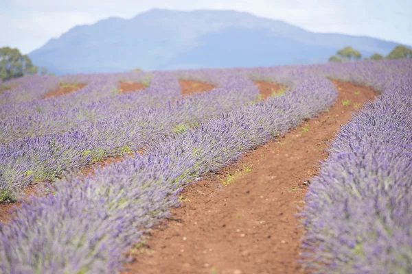 景观的紫色薰衣草花田塔斯马尼亚岛澳大利亚 — 图库照片