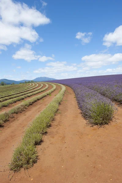 在澳大利亚塔斯马尼亚岛上紫色薰衣草花田 — 图库照片