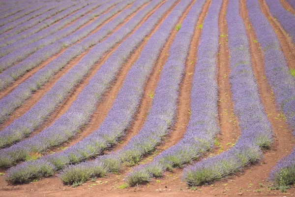 Field of Lavender in Tasmania Australia — Stock Photo, Image