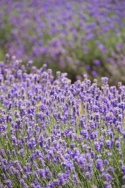 Purple lavender farm Tasmania Australia — Stock Photo, Image