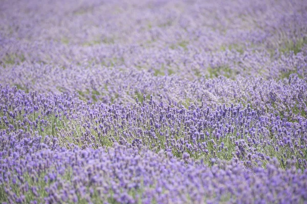 보라색 라벤더 밭 — 스톡 사진
