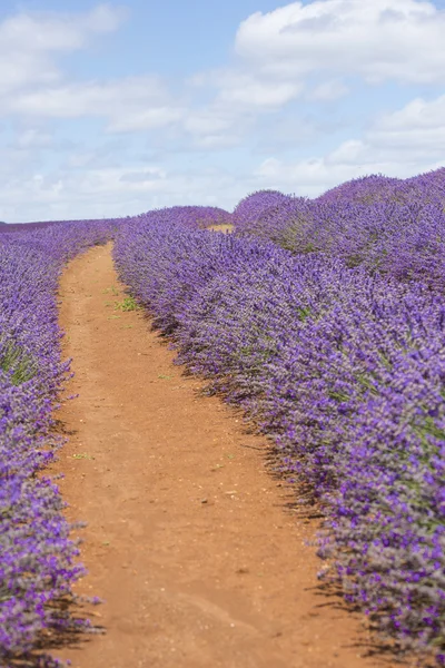Purple lavender field red soil Australia — Stock Photo, Image