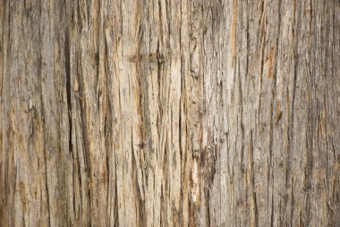 Close up Eucalyptus tree texture rainforest Tasmania clipart