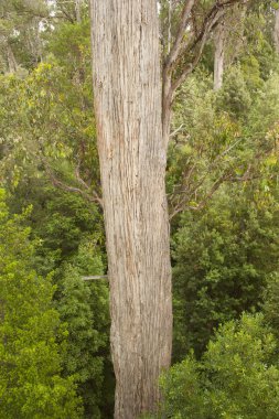 Yağmur ormanları Tasmania uzun boylu okaliptüs ağacı
