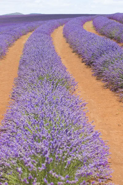 Tasmanian Purple lavender field — Stock Photo, Image