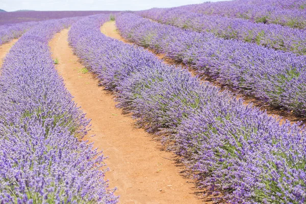 Purple lavender field Tasmania — Stock Photo, Image