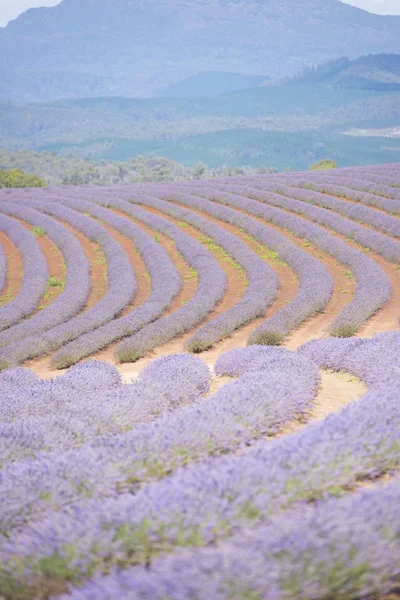 Tasmania Australia lavender meadow — Stock Photo, Image