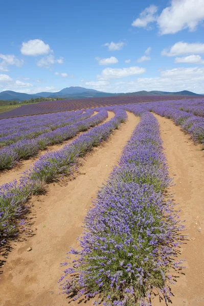 Tasmânia austrália lavanda farm — Fotografia de Stock