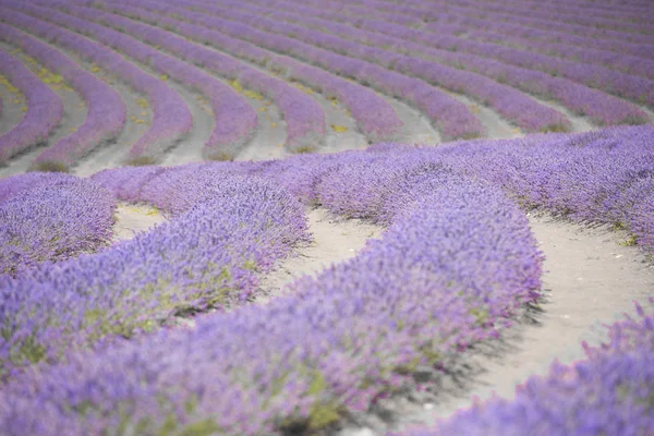 Lavender field Tasmania filtered image — Stock Photo, Image