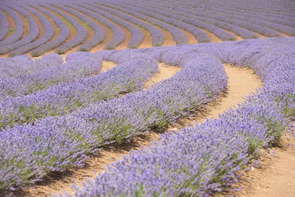 Tasmania Australia purple lavender meadow — Stock Photo, Image
