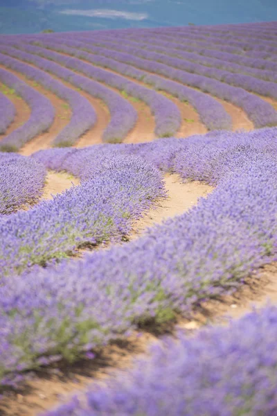 Tasmania Australia purple lavender farm — Stock Photo, Image