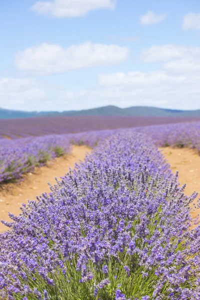 Tasmania Australia lavender field farm — Stock Photo, Image
