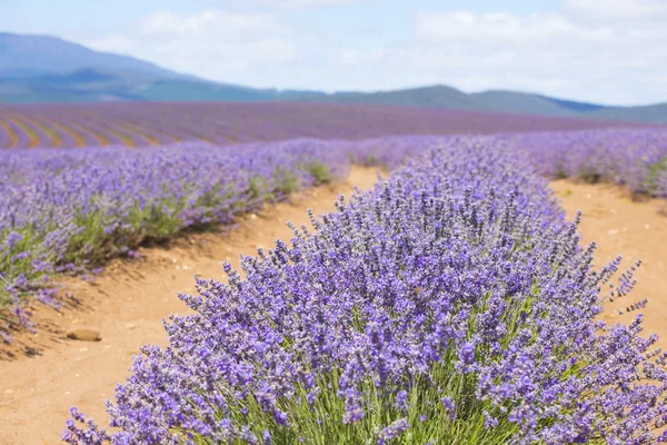 Tasmania Australia purple lavender field — Stock Photo, Image