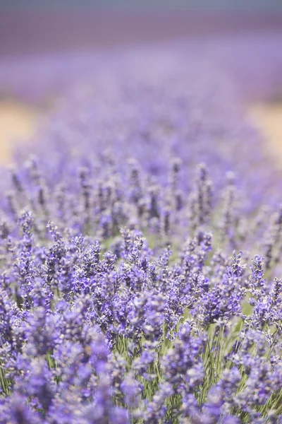 Tasmania Australia lavender field detail — Stock Photo, Image