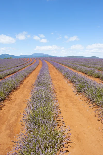 Tasmânia Austrália plantas de lavanda roxa — Fotografia de Stock