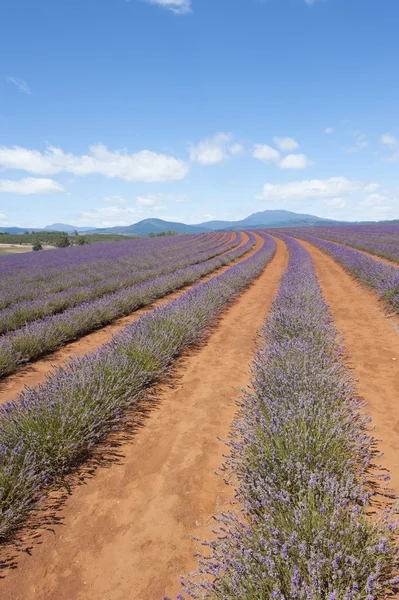 Plantas de lavanda roxa na fazenda na Tasmânia — Fotografia de Stock