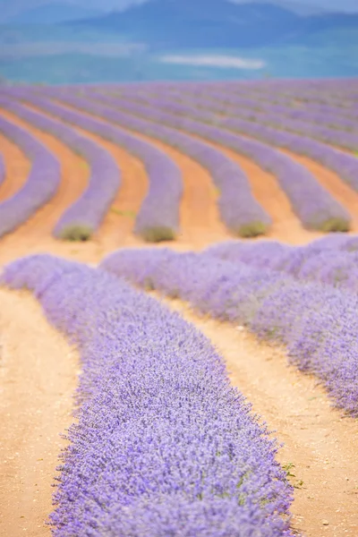 Purple Lavender field in Tasmania — Stock Photo, Image