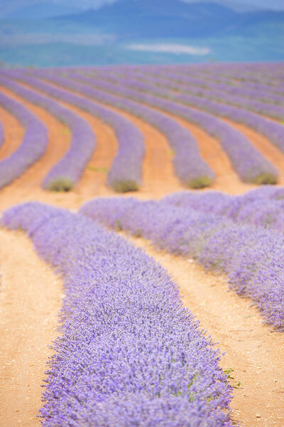 Purple Lavender field in Tasmania
