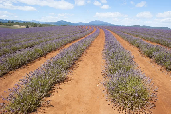 Tasmania Australia purple lavender herbs — Stock Photo, Image