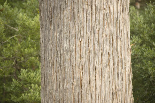 Eukalyptusbaum Textur Regenwald Tasmanien — Stockfoto