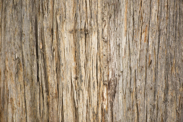 Close up Eucalyptus tree texture rainforest Tasmania